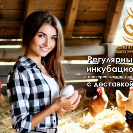 Яйцо инкубационное Львиная голова