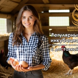 Яйцо инкубационное Тулузы 