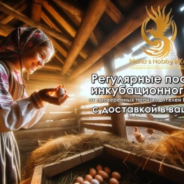 Яйцо инкубационное Холмогорская порода