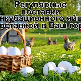 Яйцо инкубационное Big 6