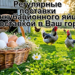 Яйцо инкубационное Grade Maker
