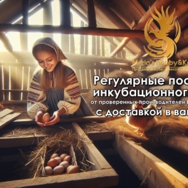 Яйцо инкубационное Мулард