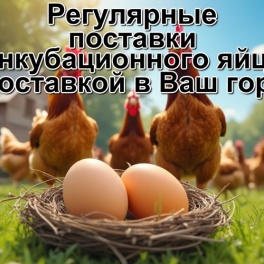 Яйцо инкубационное Foxy Chick