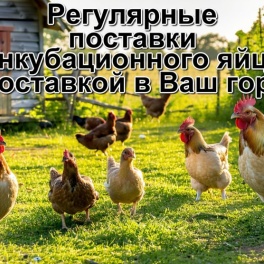 Яйцо инкубационное Белая широкогрудая
