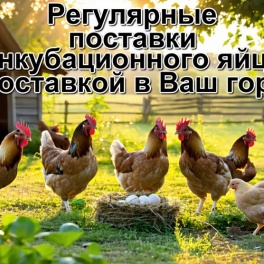 Яйцо инкубационное Виктория