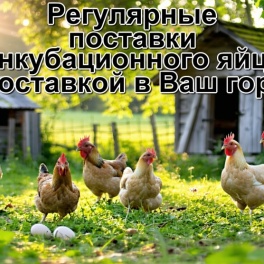 Яйцо инкубационное Бронзовая широкогрудая