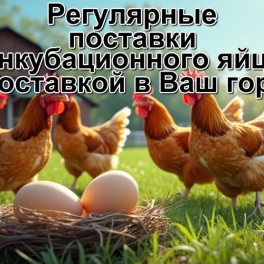 Яйцо инкубационное Super Nick