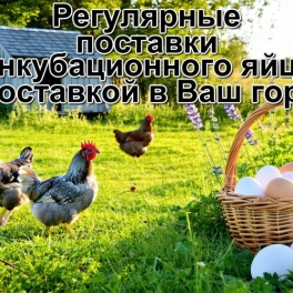 Яйцо инкубационное Коралл